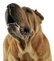 Shar pei portrait  in the white studio photo