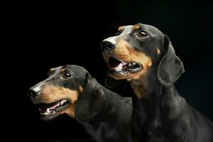 Portrait of two adorable short haired Dachshund photo