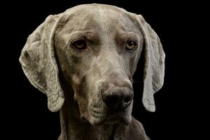 retrato de un adorable Weimaraner foto