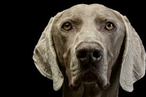 Portrait of an adorable Weimaraner photo