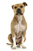 Amstaff sitting in a white studio photo