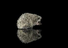 Studio shot of an adorable African white- bellied hedgehog walking on black background photo