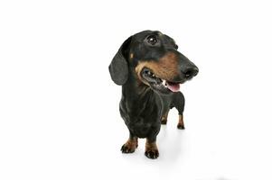 Studio shot of an adorable Dachshund looking satisfied photo