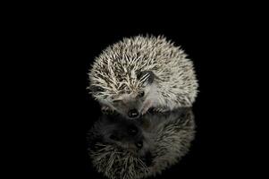 Studio shot of an adorable African white- bellied hedgehog standing on black background photo