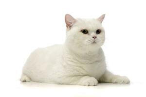 Studio shot of an adorable domestic cat photo