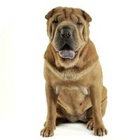 Shar pei sentado en el blanco estudio y mirando dentro el cámara foto