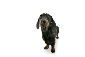 Studio shot of an adorable Dachshund looking up curiously photo