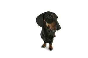 Studio shot of an adorable Dachshund looking curiously photo