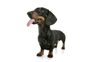 estudio Disparo de un adorable perro tejonero con colgando lengua foto