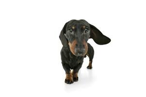 Studio shot of an adorable Dachshund looking curiously at the camera photo