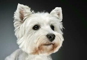 West Highland White Terrier portrait in a dark studio photo