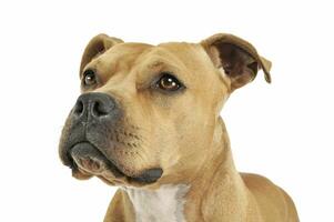 Portrait of an adorable American Staffordshire Terrier looking up curiously photo