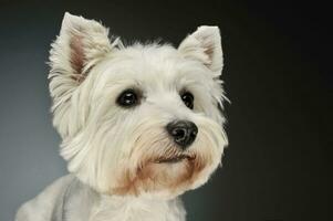 Portrait of a West Highland White Terrier Westie photo