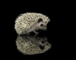 Studio shot of an adorable African white- bellied hedgehog standing on black background photo