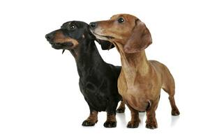 Studio shot of two adorable Dachshund looking curiously photo