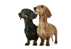 Studio shot of two adorable Dachshund looking up curiously photo