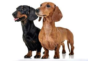 Two Dachshunds staying in the white studio floor photo