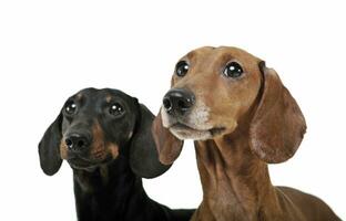 Studio shot of two adorable Dachshund looking curiously at the camera photo