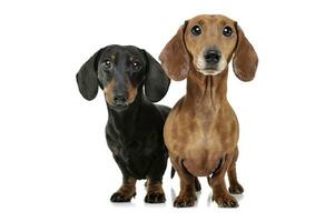 Studio shot of two adorable Dachshund looking curiously at the camera photo