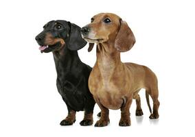 Studio shot of two adorable Dachshund looking curiously photo