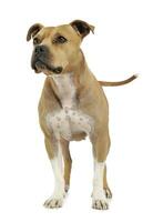 Studio shot of an adorable American Staffordshire Terrier standing  and looking up curiously photo