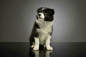 Studio shot of a beautiful border collie puppy photo