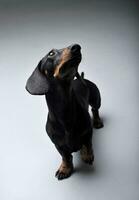 Studio shot of an adorable Dachshund looking up curiously photo