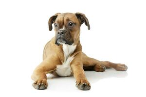 Studio shot of an adorable boxer puppy photo