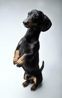 Studio shot of an adorable Dachshund standing on hind legs photo