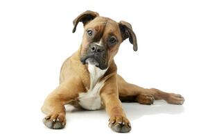 Studio shot of an adorable boxer puppy photo