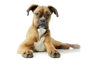 Studio shot of an adorable boxer puppy photo