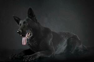 nice Black German shepherd relaxing in a studio floor photo