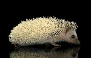 Studio shot of an adorable African white- bellied hedgehog walking on black background photo