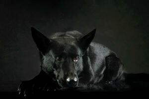 Studio shot of a lovely shepherd dog photo