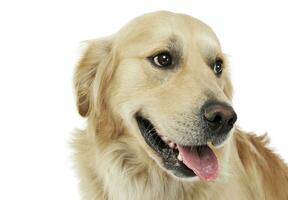 Portrait of an adorable Golden retriever looking satisfied photo