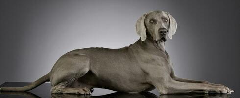 Studio shot of an adorable Weimaraner photo