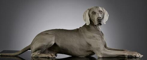 estudio Disparo de un adorable Weimaraner foto