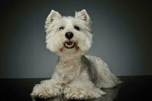 Studio shot of an adorable West Highland White Terrier Westie photo