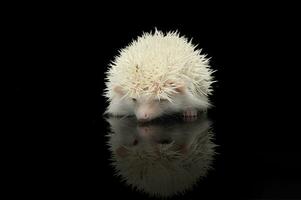 un adorable africano blanco- vientre erizo en pie en negro antecedentes foto