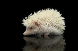 un adorable africano blanco- vientre erizo en pie en negro antecedentes foto