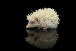 un adorable africano blanco- vientre erizo en pie en negro antecedentes foto