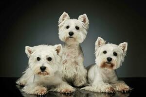 Studio shot of three adorable West Highland White Terriers photo