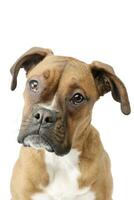 Portrait of an adorable boxer puppy photo