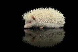 un adorable africano blanco- vientre erizo en pie en negro antecedentes foto