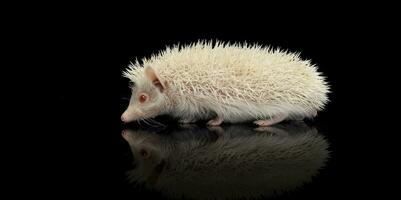 An adorable African white- bellied hedgehog standing on black background photo