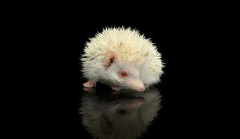 An adorable African white- bellied hedgehog standing on black background photo