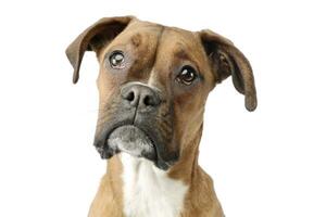 Portrait of an adorable boxer puppy photo