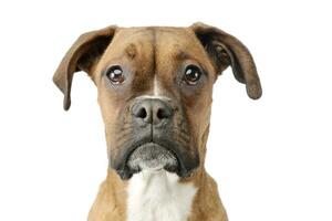 Portrait of an adorable boxer puppy photo