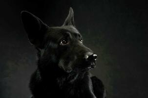 Portrait of a lovely shepherd dog photo