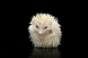 An adorable African white- bellied hedgehog looking at the camera photo